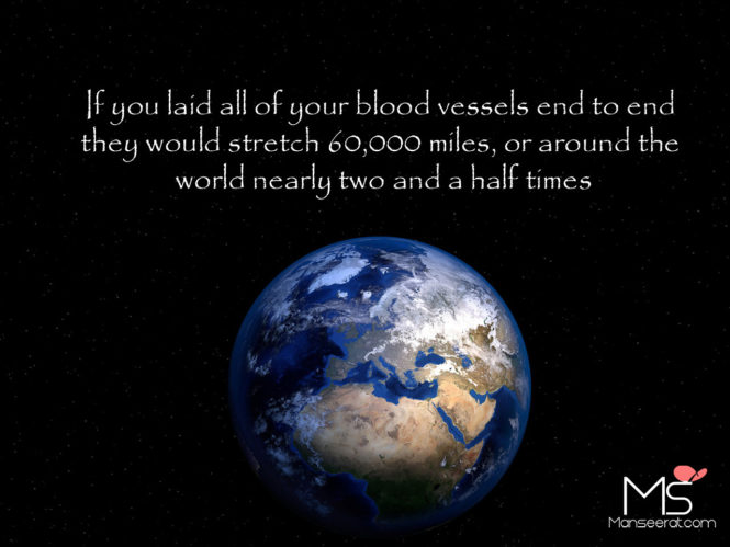 If you laid all of your blood vessels end to end they would stretch 60,000 miles, or around the world nearly