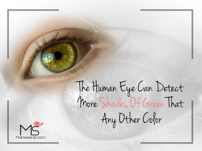 The Human Eye Can Detect More Shades Of Green That Any Other Colour.