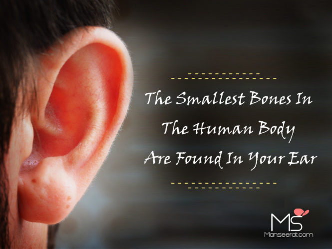 The Smallest Bones In The Human Body Are Found In Your Ear.