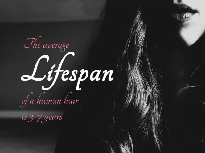 The average lifespan of a human hair is 3-7 years.