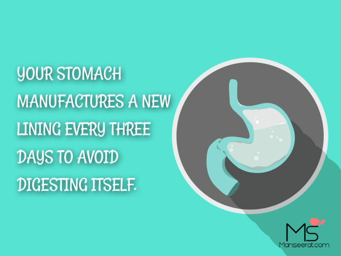 Your stomach manufactures a new lining every three days to avoid digesting itself.