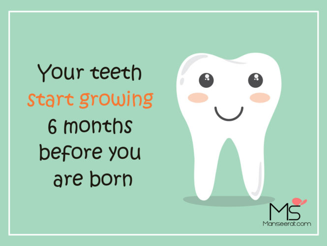 Your teeth start growing 6 months before you are born.